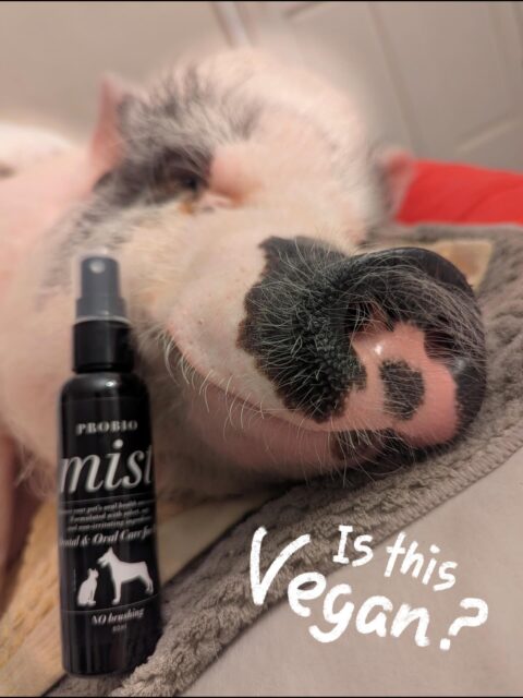 Q: Is PROBIO Mist vegan?🌱

A: Yes! PROBIO Mist is made with a 100% natural, organic soybean-derived formula. It is free from any animal-derived ingredients, artificial additives, or preservatives. Our product is safe, effective, and suitable for vegan pet owners who want the best for their pets. 🐾🌱

📷 by @porkchop.ebara 💞

＝＝＝＝＝＝＝
Amana Grace
＝＝＝＝＝＝＝
🌱 𝗡𝗮𝘁𝘂𝗿𝗮𝗹 & 𝗦𝗮𝗳𝗲
　　– Made with gentle, pet-friendly ingredients
🐶 𝗧𝗿𝘂𝘀𝘁𝗲𝗱 𝗯𝘆 𝗣𝗲𝘁 𝗢𝘄𝗻𝗲𝗿𝘀 𝗶𝗻 𝗝𝗮𝗽𝗮𝗻
　　– Loved and highly-rated
🌍 𝗦𝗵𝗶𝗽𝗽𝗶𝗻𝗴 𝗪𝗼𝗿𝗹𝗱𝘄𝗶𝗱𝗲
　　– Top-quality products, delivered to you

#petcare #japanesequality #naturalpetcare #petdentalhealth #organicpetcare #losangelespets #dogdentalcare #catdental #veganpets