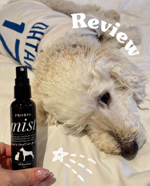 Customer review 🐾

📝 REVIEW by Tomoko✨

ー “I really love this dental care spray. My dog hates having its teeth brushed, but with this spray, I can easily take care of its dental health, which has been a huge help. Plus, it’s made with 100% natural ingredients, so I feel safe using it. Since I started using it, the bad breath has improved, and the teeth seem to be getting cleaner. I definitely recommend this!”

Thank you for sharing your experience! We’re so happy to hear that our spray made a difference for your dog 🐶　　✨

＝＝＝＝＝＝＝
Amana Grace
＝＝＝＝＝＝＝
🌱 𝗡𝗮𝘁𝘂𝗿𝗮𝗹 & 𝗦𝗮𝗳𝗲
　　– Made with gentle, pet-friendly ingredients
🐶 𝗧𝗿𝘂𝘀𝘁𝗲𝗱 𝗯𝘆 𝗣𝗲𝘁 𝗢𝘄𝗻𝗲𝗿𝘀 𝗶𝗻 𝗝𝗮𝗽𝗮𝗻
　　– Loved and highly-rated
🌍 𝗦𝗵𝗶𝗽𝗽𝗶𝗻𝗴 𝗪𝗼𝗿𝗹𝗱𝘄𝗶𝗱𝗲
　　– Top-quality products, delivered to you

#japanesequality #naturalpetcare #petdentalhealth #organicpetcare #losangelespets #dogdentalcare #catdental #petreview