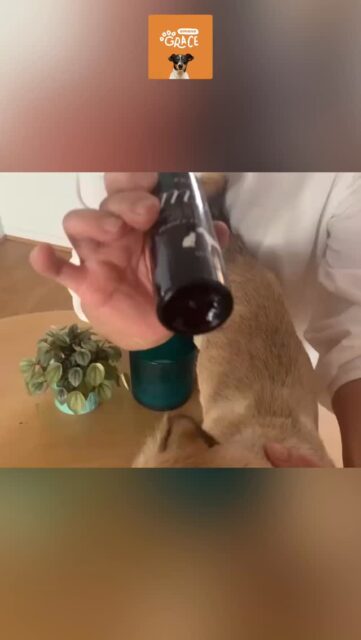 Thank you for your video review ๐ถ
We are happy to receive the positive reviews one after another!โจ
๏ผ๏ผ๏ผ๏ผ๏ผ๏ผ๏ผ
Amana Grace
๏ผ๏ผ๏ผ๏ผ๏ผ๏ผ๏ผ
๐ฑ ๐ก๐ฎ๐๐๐ฟ๐ฎ๐น & ๐ฆ๐ฎ๐ณ๐ฒ
ใใโ Made with gentle, pet-friendly ingredients
๐ถ ๐ง๐ฟ๐๐๐๐ฒ๐ฑ ๐ฏ๐ ๐ฃ๐ฒ๐ ๐ข๐๐ป๐ฒ๐ฟ๐ ๐ถ๐ป ๐๐ฎ๐ฝ๐ฎ๐ป
ใใโ Loved and highly-rated
๐ ๐ฆ๐ต๐ถ๐ฝ๐ฝ๐ถ๐ป๐ด ๐ช๐ผ๐ฟ๐น๐ฑ๐๐ถ๐ฑ๐ฒ
ใใโ Top-quality products, delivered to you
#japanesequality #naturalpetcare #petdentalhealth #organicpetcare #losangelespets #dogdentalcare #catdental #petreview